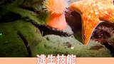 小海葵，逃生你就好好走路