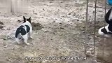 搞笑视频：大概这就是孤独吧