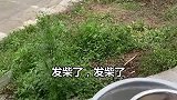 袁婆创业奔走相告