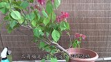 三角梅不见花？2个实用技巧用上，轻松开成花海