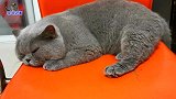 胖公猫绝育回来，主人一个劲劝它想开点，胖公猫的反应让人心疼