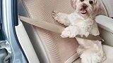 广东狗子这安全教育杠杠的，每次坐车都会系安全带！