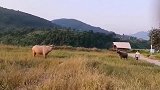 黄牛是缅甸的，沾泥的黑牛来自中国，交战前先礼让一下！