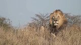 狮王巡逻归来，看到狮群的猎物，据为己有