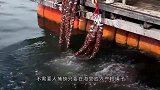 渔民放几条绳子下海，捞上来收获满满，绳子上挂满海鲜