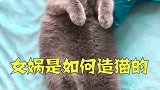 女娲是如何造猫的 蓝猫 惊人的份量！承受了不该承受的粪量。