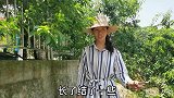 三嫂把刚摘四季豆这样炒制，上桌就被抢光，大家庭田园生活真惬意