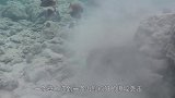 海底大战，章鱼被海鳗咬住，最后被迫选择断一只触手逃生