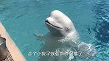 白鲸发现饲养员来了，忽然起了坏心思，接下来请不要笑