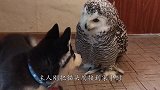 被哈士奇拆怕了，主人找只猫头鹰给它解闷，下一秒不笑算我输！