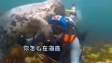潜水员在潜水，小海豹误以为是溺水，拼尽全力把他救起