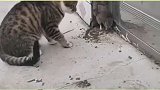 猫哥太会玩了，老鼠真心受不了啊，不如痛快点