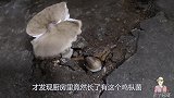 鸡枞菌从厨房地下冒出来，原产地到炒锅只有80公分距离，真鲜