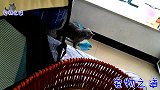 主人给母猫买了个新窝，公猫嫉妒之下做了坏事，女主人气得要揍它