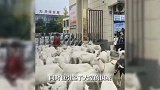 西安一街道办门口被羊群堵路？派出所回应：确有此事