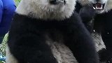戴花环的熊仔熊猫