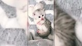 萌猫集合，小奶猫各种呆萌舔，萌翻了！