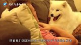 为什么国内禁止饲养阿富汗犬再有钱也不行，看完终于明白了