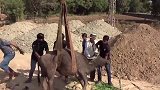 几名男子找来“吊机”，将牛儿吊在半空，这是想干什么