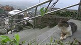 猫咪：你们打架能快点结束嘛，这里还在拍摄呢！