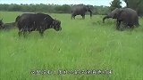 大象不知为何蹂躏小水牛，难道是记仇水牛们没有一个上来救