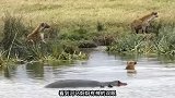 为了吃到河马肉，鬣狗使出调虎离山之计，河马果然上当了
