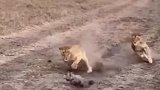 狮子捕猎也有心软的时候？不！太小了不够塞牙缝