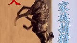 野犬妈妈带领幼崽捕猎角马!