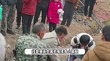 呆呆走红后邻居大妈跟着沾光，每天对着呆呆家门口直播，不仅有礼物收还成万粉主播