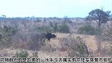 水牛在狮群面前路过，却被狮群给捕获了！