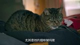 爱尔兰男人对猫不感冒，自从家里养了一只，很快就被猫咪征服！
