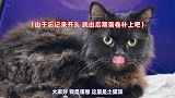 铲屎官每个月带家里的猫咪去洗澡，都能收获丰富的表情包