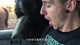长颈鹿刚把头放进车内，瞬间车玻璃“炸开”，意外发生了！