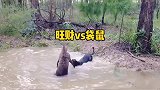 旺财差点让袋鼠淹死