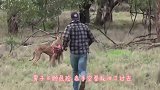 狗子被袋鼠锁喉，主人上去就给袋鼠一拳，袋鼠的反应太搞笑了