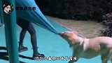 搞笑视频：妈呀，就是这个味道，这也太上头了！