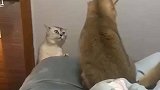 两只猫咪吵架，白猫全程表情包,戏精猫太可爱了