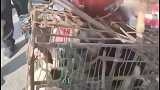 狗市：土狗放弃挣扎，被关进铁笼生无可恋，看着让人怪心疼的！