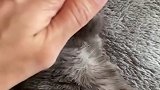 条件反射的小猫咪，懂事的让人心疼，幸好他还有个主人，加油，会慢慢好起来的，愿所有生灵都被温柔以待