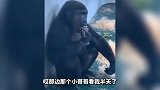 这猩猩为了吃的也是花样百出啊