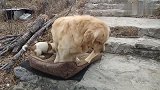 小奶狗欺负大金毛，为什么大狗会让着它，难道这是天性吗