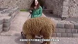 女子当着羊驼的面抱走宝宝，惹得羊驼暴怒，下一秒憋住不要笑