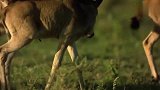 千千万万的牛羚，居然会怕十几只野狗，果然是食草性动物！