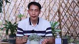 高温给多肉浇水最担心！用好两个方法超放心
