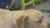 小狗调皮被教训，哭得很伤心
