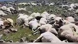 格鲁吉亚550只羊吃草时被雷瞬间劈死