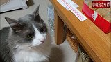 猫咪闻着食物，对主人撒娇叫着：给我吃一个好吗就一个！