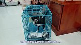 铲屎官帮奶牛猫找到新家，没想到，刚领养就成山大王