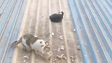 小猫被说丑后伤心离开，原来猫咪也有自尊心