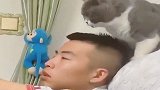 自从老公回家后，家里猫咪就变心了，真是白养了！